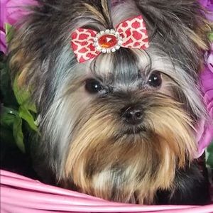 Meet your Posher, Andrea